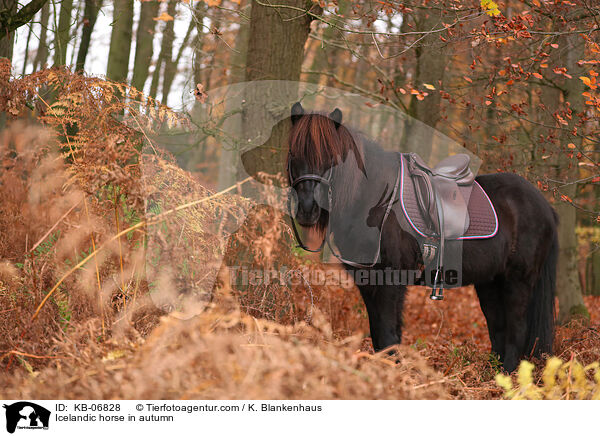 Islnder im Herbst / Icelandic horse in autumn / KB-06828