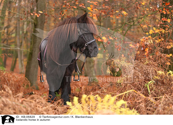 Islnder im Herbst / Icelandic horse in autumn / KB-06829