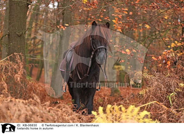 Islnder im Herbst / Icelandic horse in autumn / KB-06830