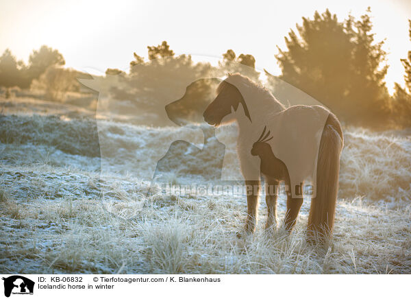 Islnder im Winter / Icelandic horse in winter / KB-06832