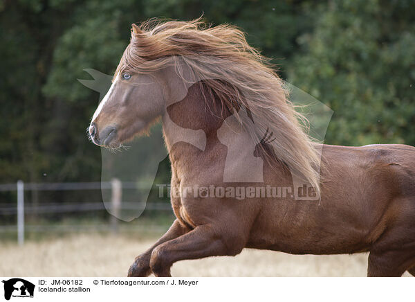 Islnder Hengst / Icelandic stallion / JM-06182