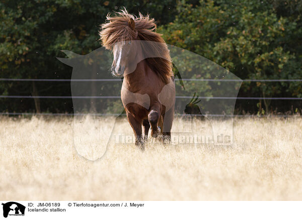 Islnder Hengst / Icelandic stallion / JM-06189