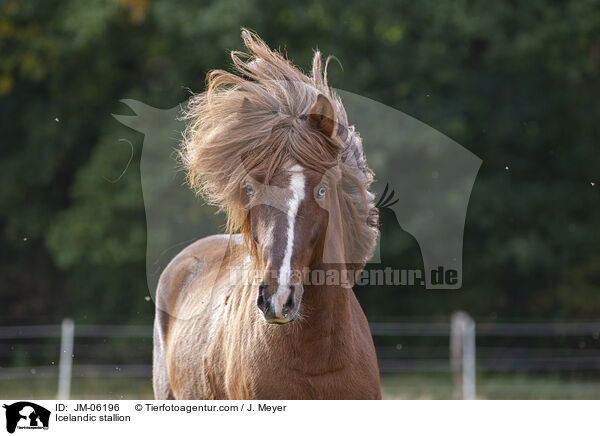 Islnder Hengst / Icelandic stallion / JM-06196