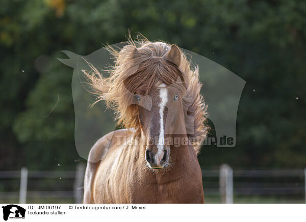 Islnder Hengst / Icelandic stallion / JM-06197