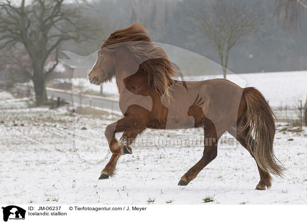 Islnder Hengst / Icelandic stallion / JM-06237