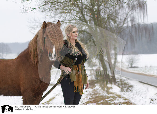 Islnder Hengst / Icelandic stallion / JM-06252