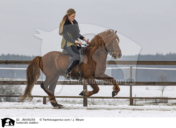 Islnder Hengst / Icelandic stallion / JM-06259