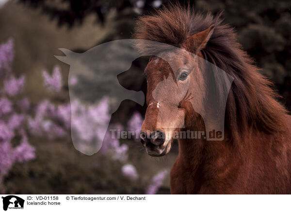 Islnder / Icelandic horse / VD-01158