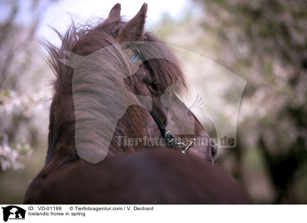 Islnder im Frhling / Icelandic horse in spring / VD-01188