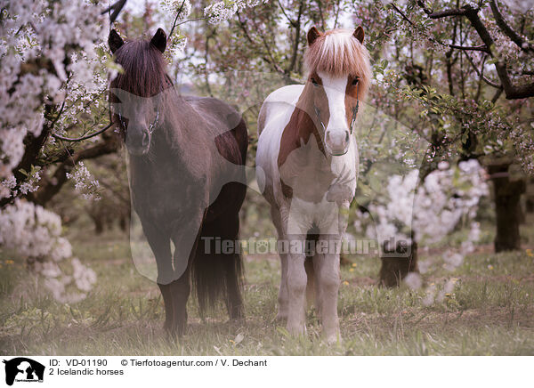 2 Islnder / 2 Icelandic horses / VD-01190