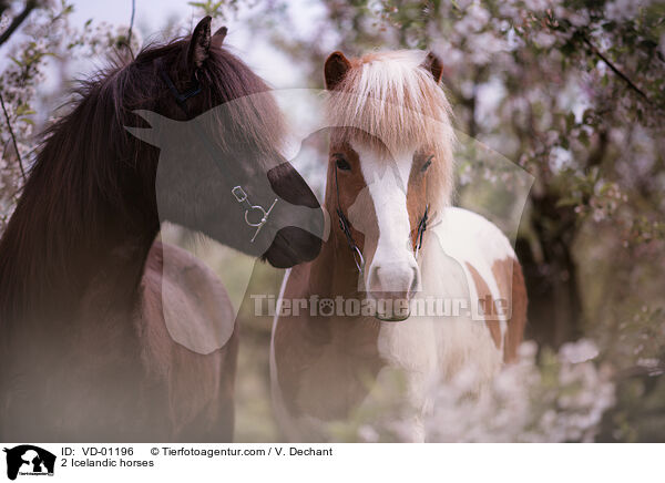 2 Islnder / 2 Icelandic horses / VD-01196