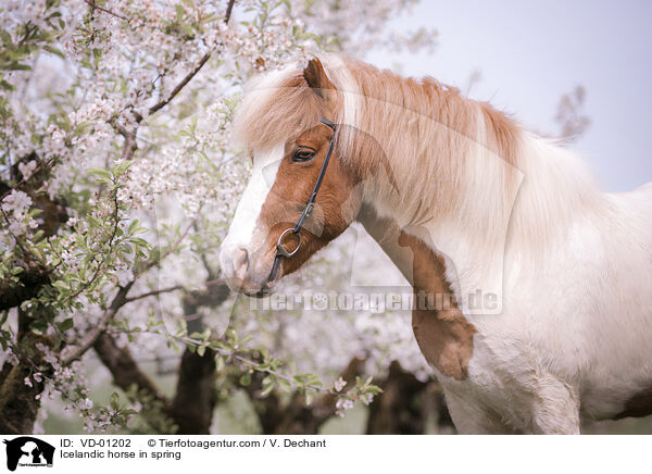 Islnder im Frhling / Icelandic horse in spring / VD-01202