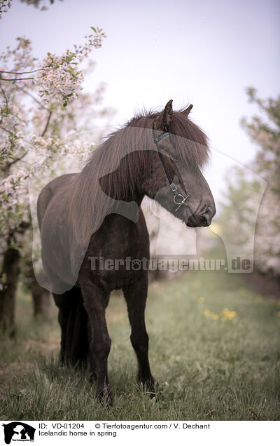 Islnder im Frhling / Icelandic horse in spring / VD-01204