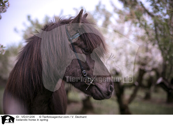Islnder im Frhling / Icelandic horse in spring / VD-01206