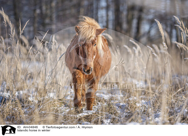 Islnder im Winter / Islandic horse in winter / AH-04846