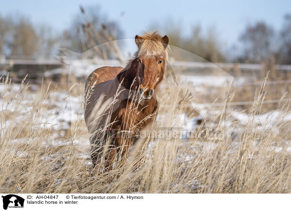 Islnder im Winter / Islandic horse in winter / AH-04847