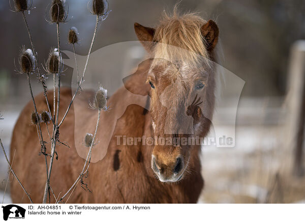 Islnder im Winter / Islandic horse in winter / AH-04851