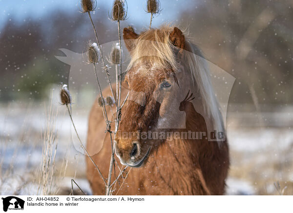 Islnder im Winter / Islandic horse in winter / AH-04852