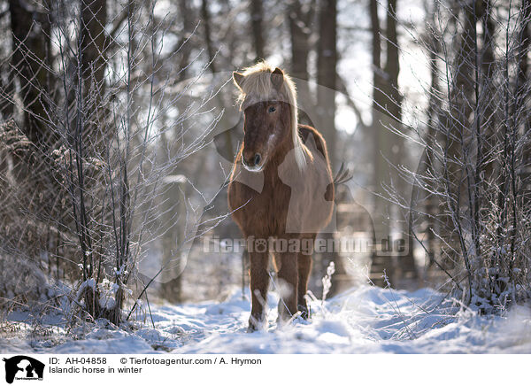 Islnder im Winter / Islandic horse in winter / AH-04858