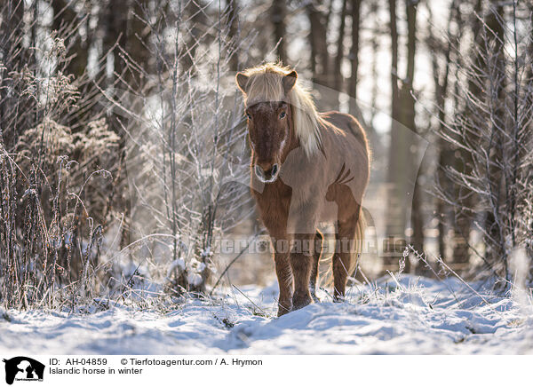 Islnder im Winter / Islandic horse in winter / AH-04859