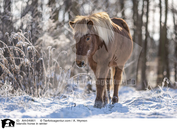 Islnder im Winter / Islandic horse in winter / AH-04861