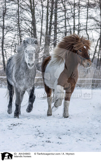 Islnder / Islandic horses / AH-04863