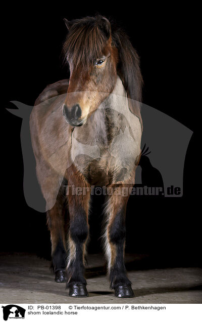 geschorener Islnder / shorn Icelandic horse / PB-01398