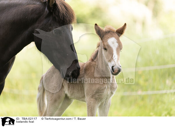 Islnder Fohlen / Icelandic foal / TBA-02117