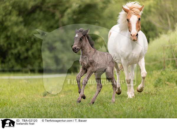 Islnder Fohlen / Icelandic foal / TBA-02120