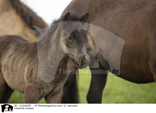 Islnder / Icelandic horses / VJ-04305