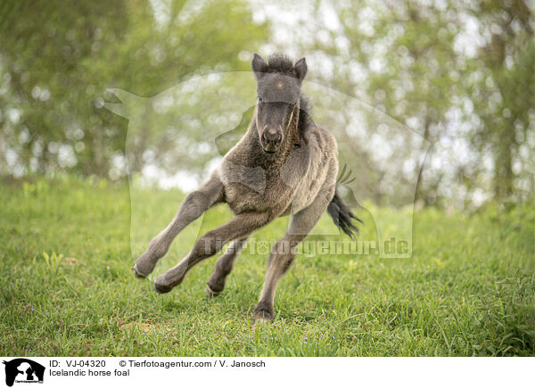 Islnder Fohlen / Icelandic horse foal / VJ-04320