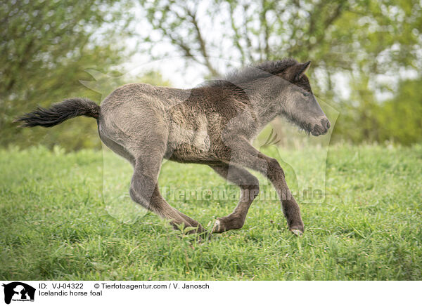 Islnder Fohlen / Icelandic horse foal / VJ-04322