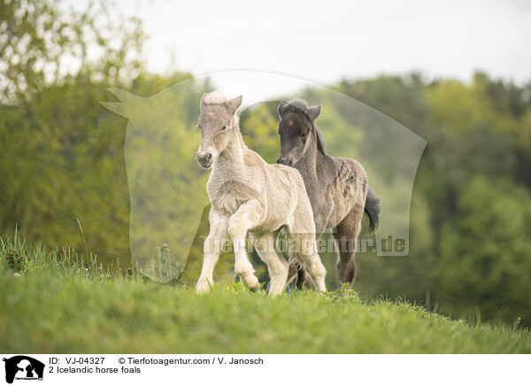 2 Islnder Fohlen / 2 Icelandic horse foals / VJ-04327