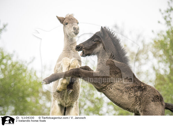 2 Islnder Fohlen / 2 Icelandic horse foals / VJ-04330