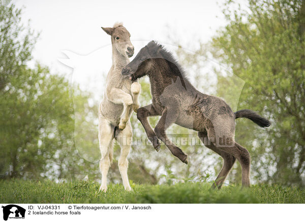 2 Islnder Fohlen / 2 Icelandic horse foals / VJ-04331