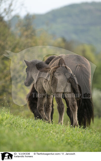 Icelandic horses / VJ-04336