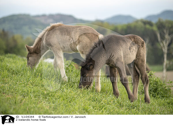 2 Islnder Fohlen / 2 Icelandic horse foals / VJ-04344