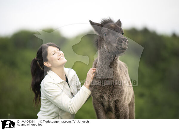 Islnder Fohlen / Icelandic horse foal / VJ-04364