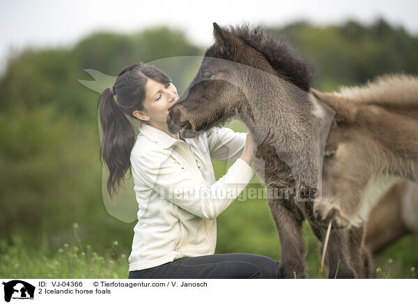 2 Islnder Fohlen / 2 Icelandic horse foals / VJ-04366