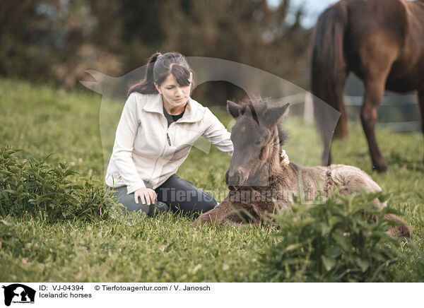 Islnder / Icelandic horses / VJ-04394