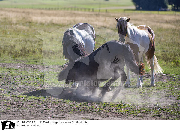 Islnder / Icelandic horses / IG-03279