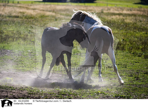 Islnder / Icelandic horses / IG-03290