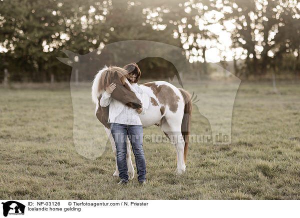 Islnder Wallach / Icelandic horse gelding / NP-03126