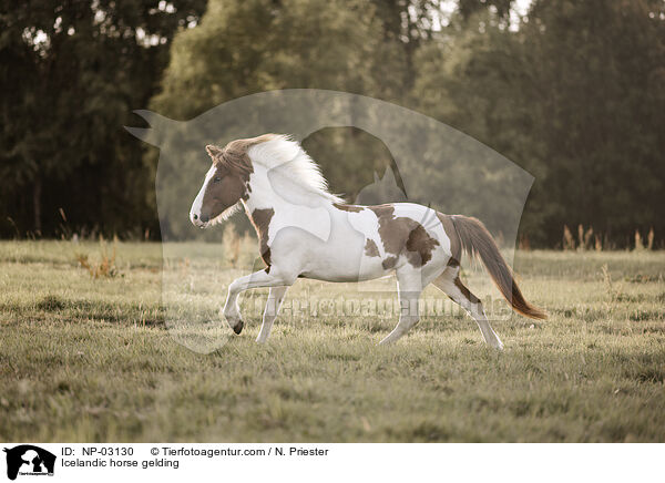 Islnder Wallach / Icelandic horse gelding / NP-03130