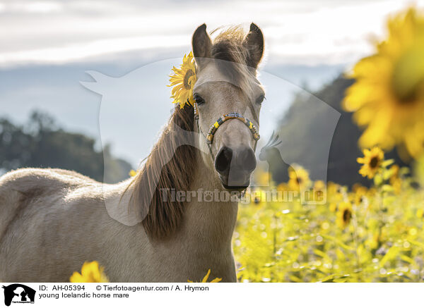 junge Islnder Stute / young Icelandic horse mare / AH-05394