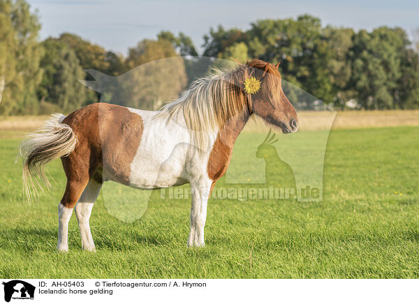 Islnder Wallach / Icelandic horse gelding / AH-05403