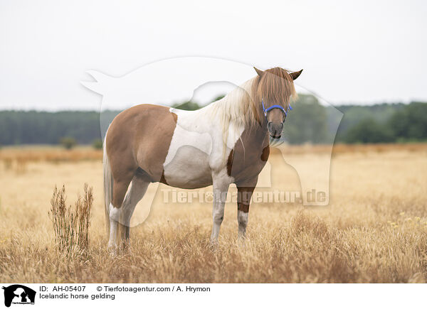 Islnder Wallach / Icelandic horse gelding / AH-05407