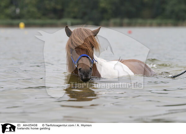 Islnder Wallach / Icelandic horse gelding / AH-05408