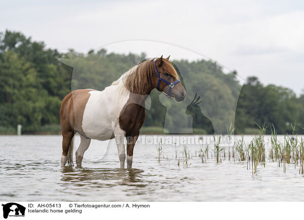 Islnder Wallach / Icelandic horse gelding / AH-05413