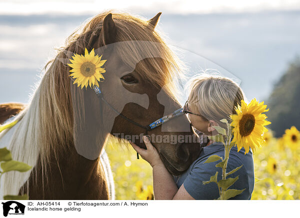 Islnder Wallach / Icelandic horse gelding / AH-05414